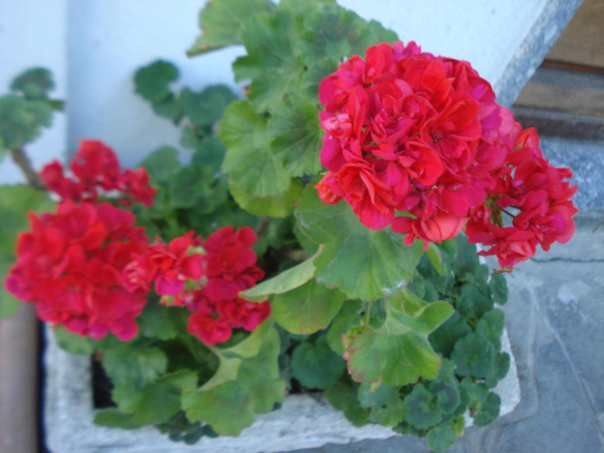 Casa T Bed And Breakfast & Home Restaurant Di Tacchino Simone Tagliolo Monferrato 外观 照片